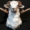 Mounted large rams head