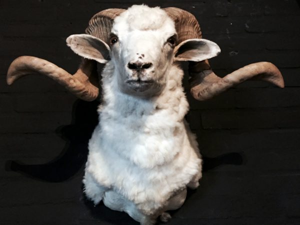 Mounted large rams head