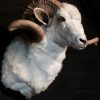 Mounted large rams head