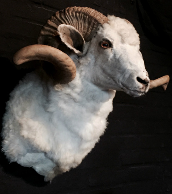 Mounted large rams head