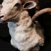 Mounted large rams head