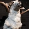 Montiert großen Ram