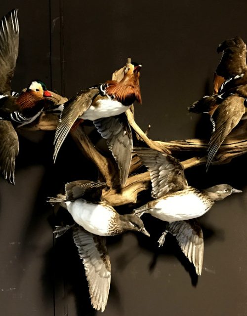 Mounted mandarin ducks in flight