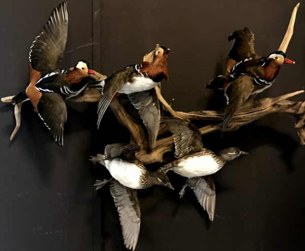 Mounted mandarin ducks in flight