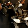Mounted mandarin ducks in flight