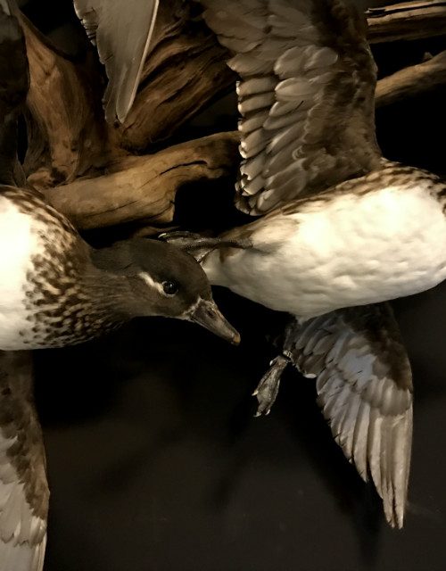 Mounted mandarin ducks in flight