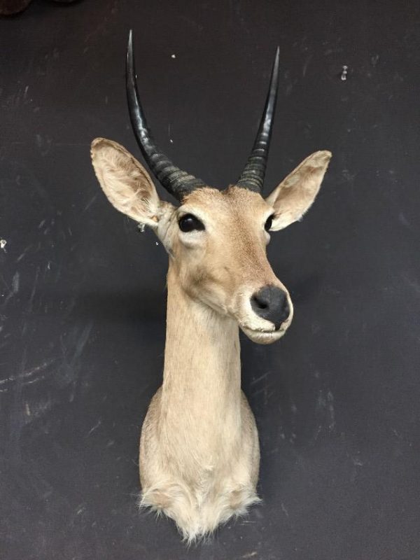 Mounted reedbuck