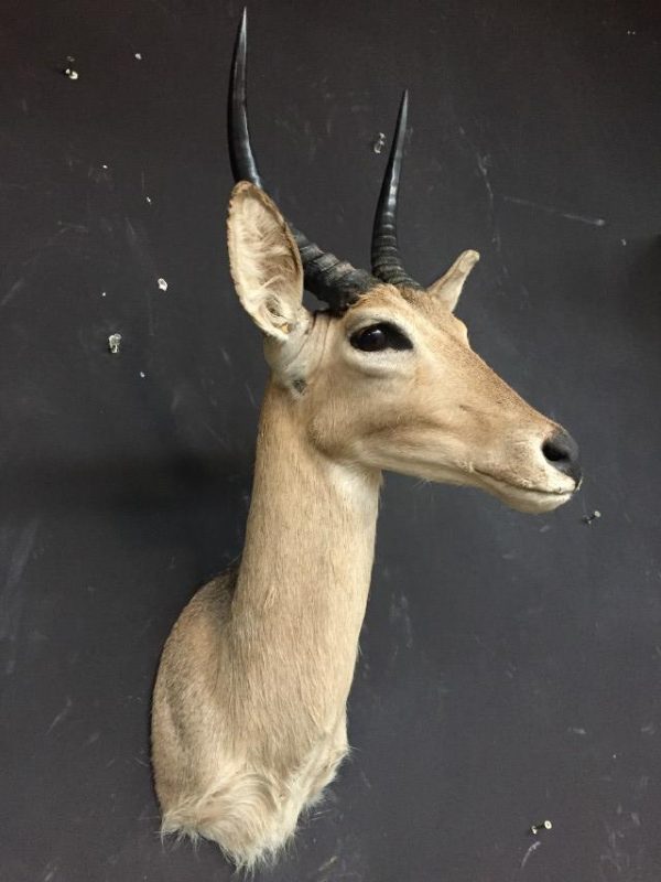 Mounted reedbuck