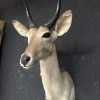 Mounted reedbuck