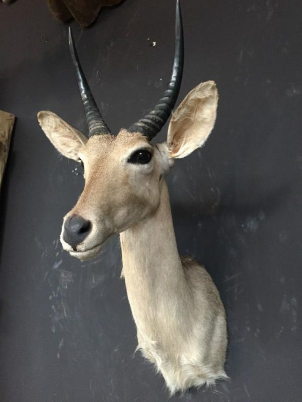 Mounted reedbuck