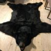 New AA grade skin of a big black bear