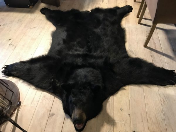 New AA grade skin of a big black bear