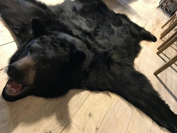 New AA grade skin of a big black bear