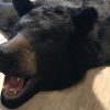 New AA grade skin of a big black bear