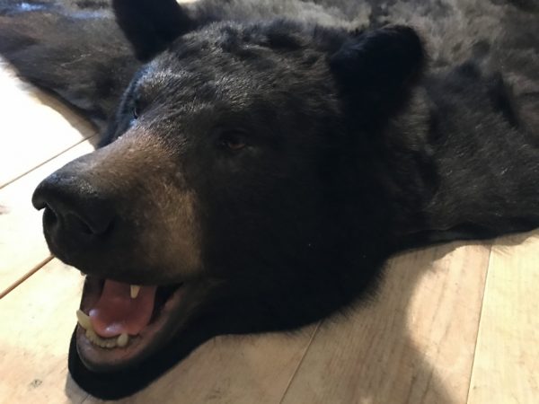 New AA grade skin of a big black bear