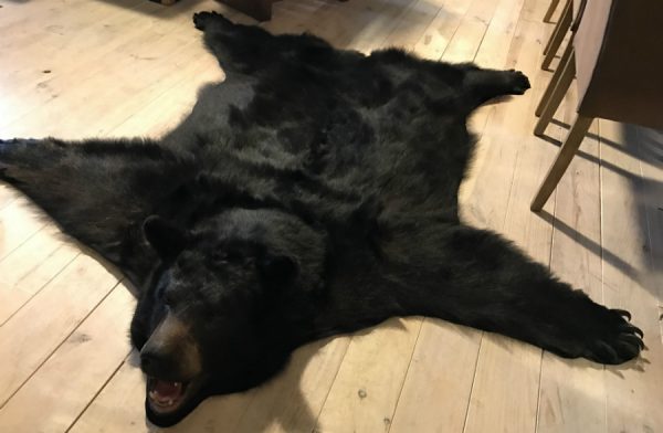 Nieuwe AA kwaliteit huid van een grote zwarte beer.