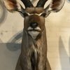 Neue Jagdtrophäe einer Kapitale Kudu