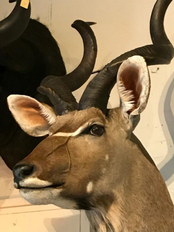 Neue Jagdtrophäe einer Kapitale Kudu