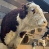 Nieuwe imposante opgezette kop van een Hereford stier