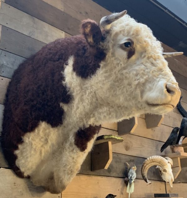 New impressive taxidermy head of a Hereford bull
