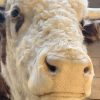 New impressive taxidermy head of a Hereford bull