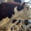 Nieuwe imposante opgezette kop van een Hereford stier