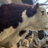 New impressive taxidermy head of a Hereford bull