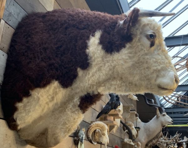 New impressive taxidermy head of a Hereford bull