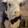 New impressive taxidermy head of a Hereford bull