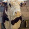 Taxidermy head of a Spanish fighting bull.