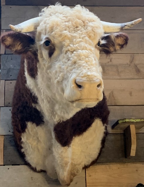 Nieuwe imposante opgezette kop van een Hereford stier