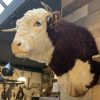 Nieuwe imposante opgezette kop van een Hereford stier