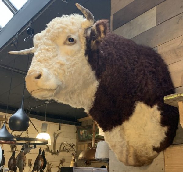 New impressive taxidermy head of a Hereford bull