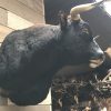 New impressive taxidermy head of a Spanish fighting bull