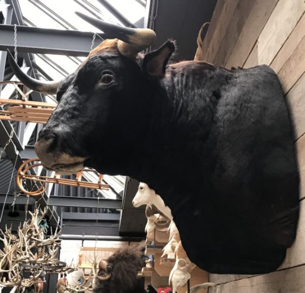 New impressive taxidermy head of a Spanish fighting bull