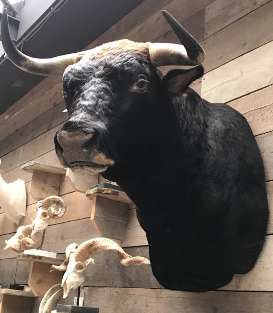 New impressive taxidermy head of a Spanish fighting bull