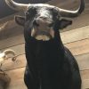 New impressive taxidermy head of a Spanish fighting bull