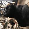 New impressive taxidermy head of a Spanish fighting bull