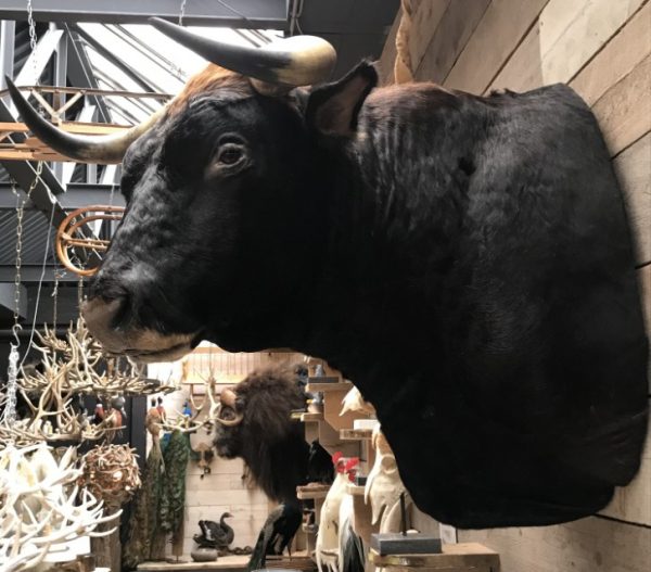 New impressive taxidermy head of a Spanish fighting bull