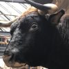 New impressive taxidermy head of a Spanish fighting bull