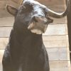 New impressive taxidermy head of a Spanish fighting bull