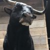 New impressive taxidermy head of a Spanish fighting bull