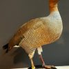 New in stock beautiful stuffed goose