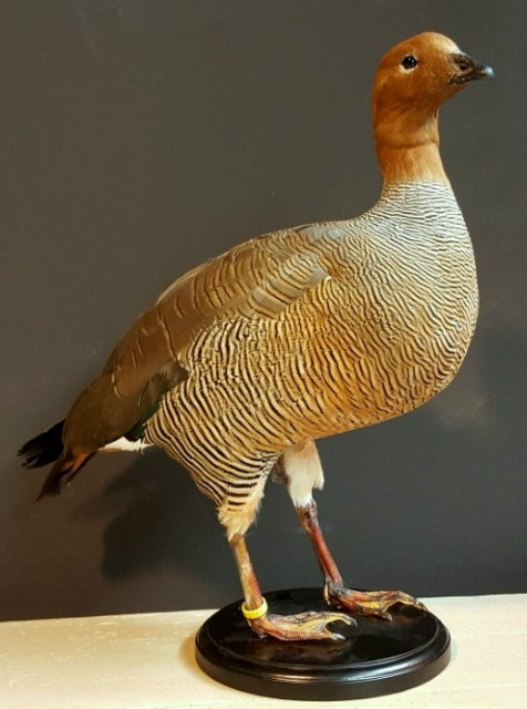 New in stock beautiful stuffed goose