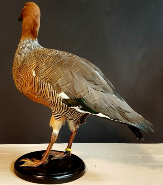 New in stock beautiful stuffed goose