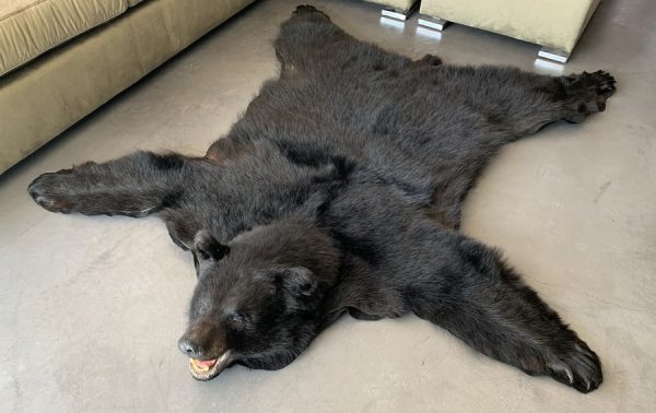 New rugmount of a black bear with a stuffed head