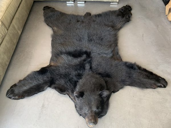 Nieuwe huid van een zwarte beer met een opgezette kop