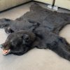 New rugmount of a black bear with a stuffed head