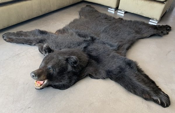 New rugmount of a black bear with a stuffed head