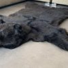 New rugmount of a black bear with a stuffed head